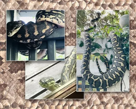 Embracing my Serpents in the Roof: An Evolution from Anxiety to Admiration